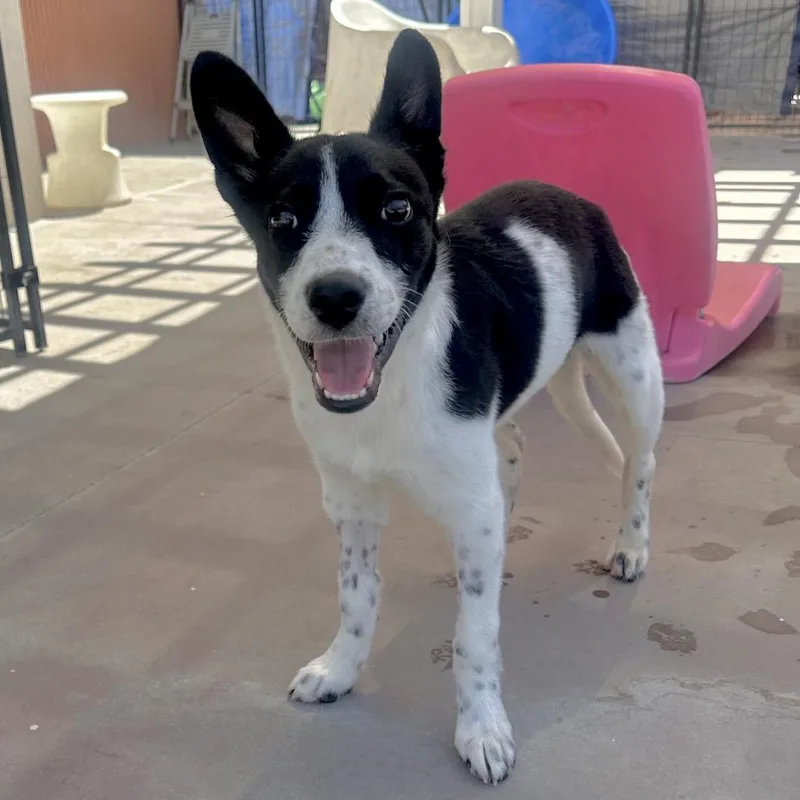 A young medium-sized male Black Mixed Breed dog named Hero for adoption in Palm Springs, CA