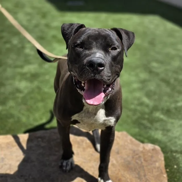 A young large-sized male Pit Bull Terrier dog named Joe Dirt for adoption in Las Vegas, NV