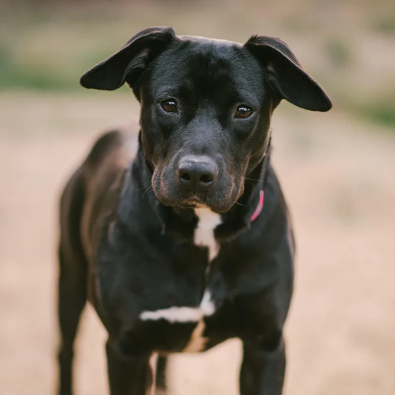 An adult medium-sized female Black Pit Bull Terrier dog named Lovely for adoption in Bostic, NC