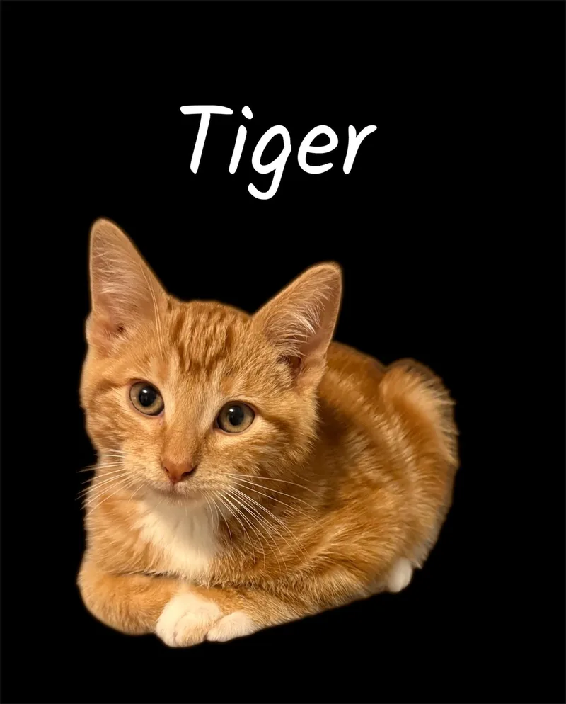 A baby small-sized male Tabby (Orange / Red) Domestic Short Hair cat named Tiger for adoption in Auburn, CA