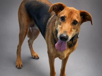 An adult large-sized female German Shepherd Dog dog named Luna for adoption in Bowling Green, KY