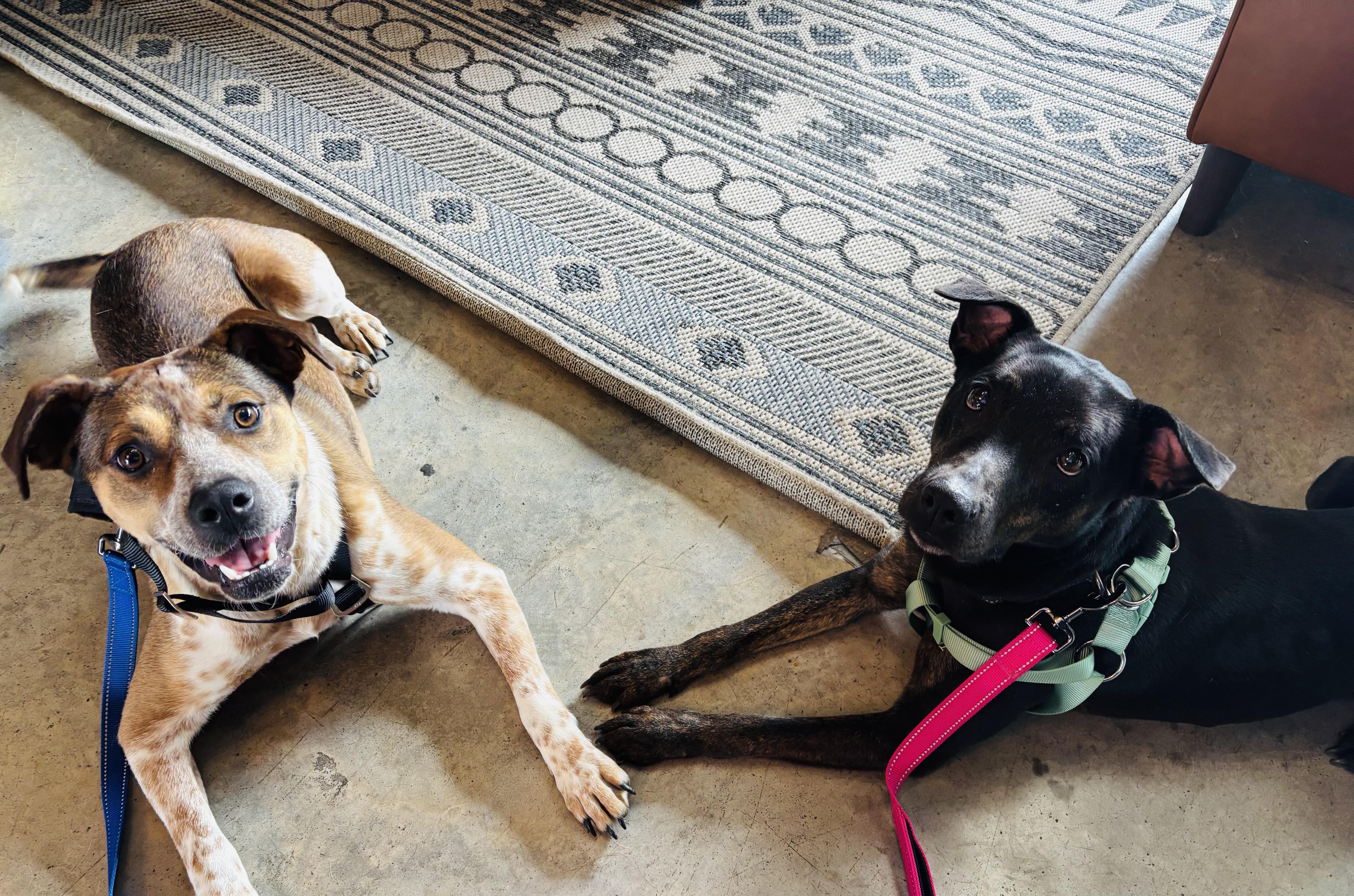 June Bug thumbnail 3