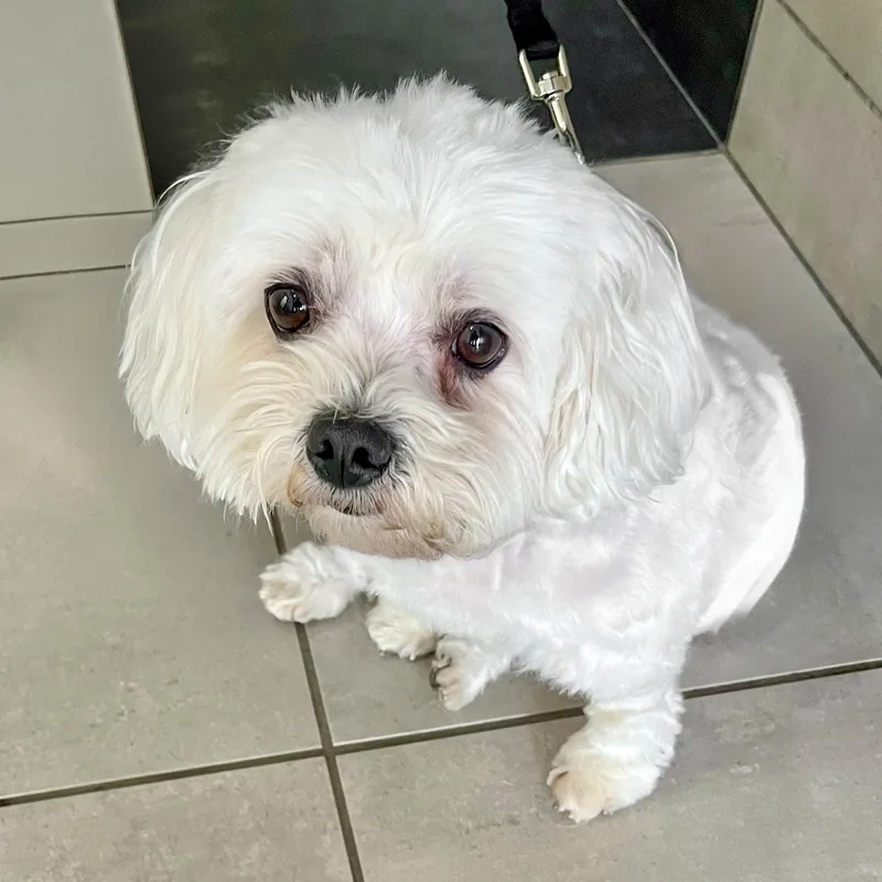 Cooper Needs A Forever thumbnail 2