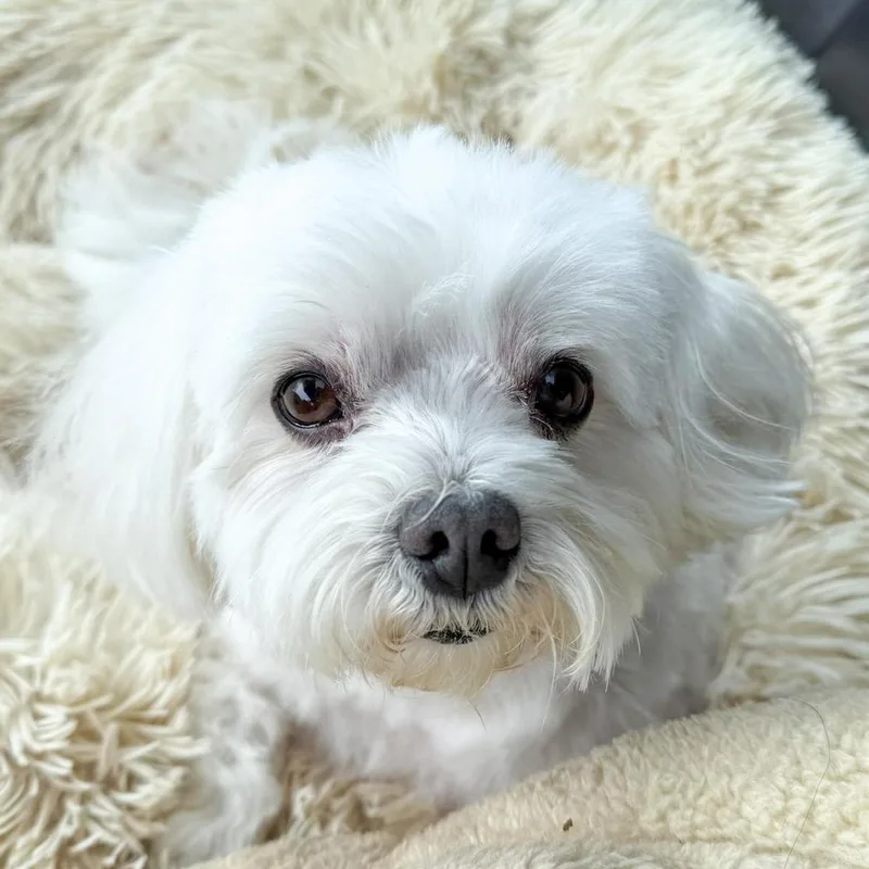 Cooper Needs A Forever thumbnail 4