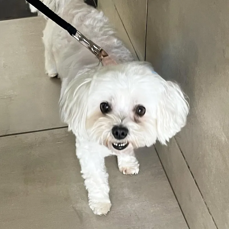 A senior small-sized male White / Cream Maltese dog named Cooper Needs A Forever for adoption in Birmingham, MI