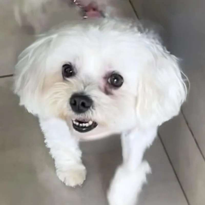 Cooper Needs A Forever thumbnail 5