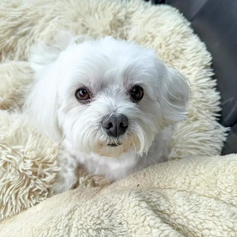 Cooper Needs A Forever thumbnail 6