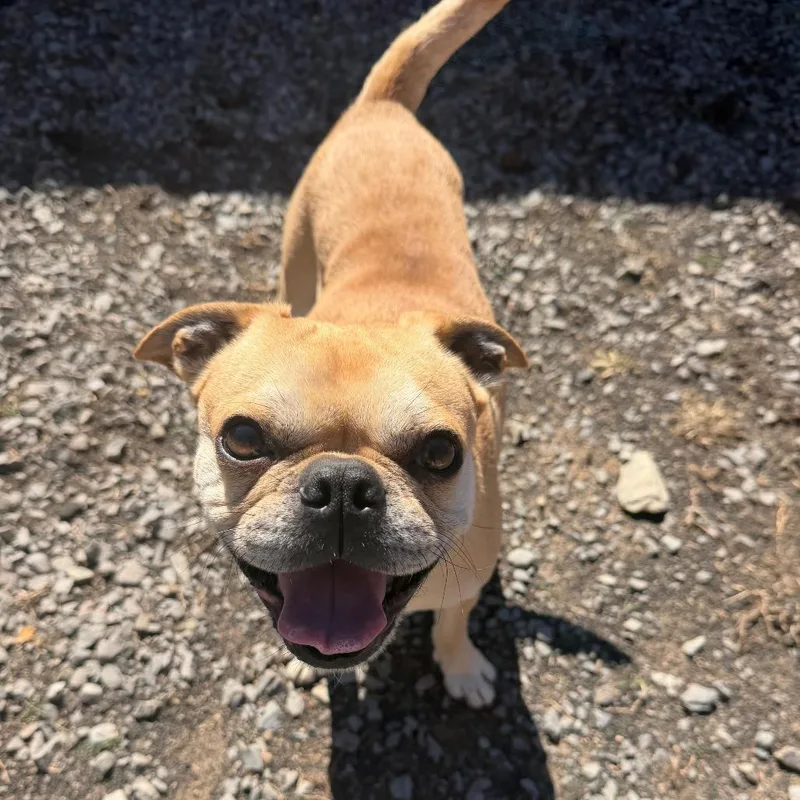An adult medium-sized male Yellow / Tan / Blond / Fawn Pug dog named Gnocchi for adoption in Fairmont, WV