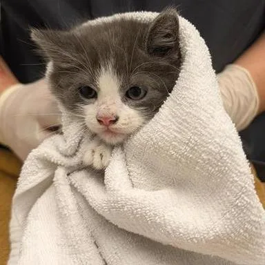 A baby small-sized female Gray / Blue / Silver Domestic Short Hair cat named Kong for adoption in Jacksonville, FL