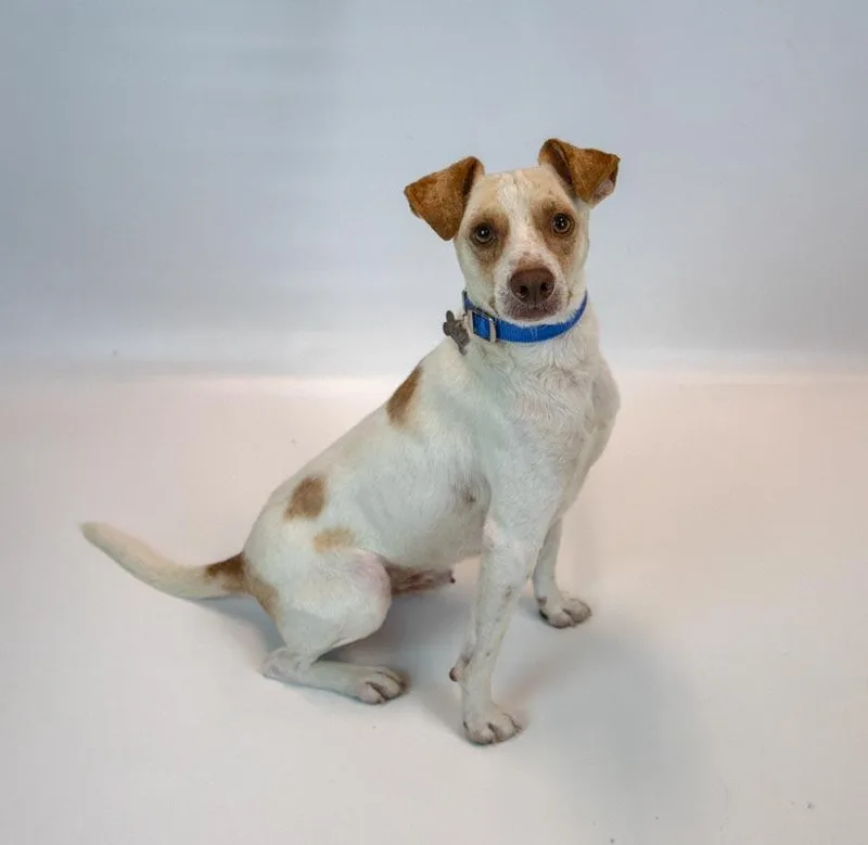 An adult small-sized male Beagle dog named Raymond for adoption in Kennesaw, GA