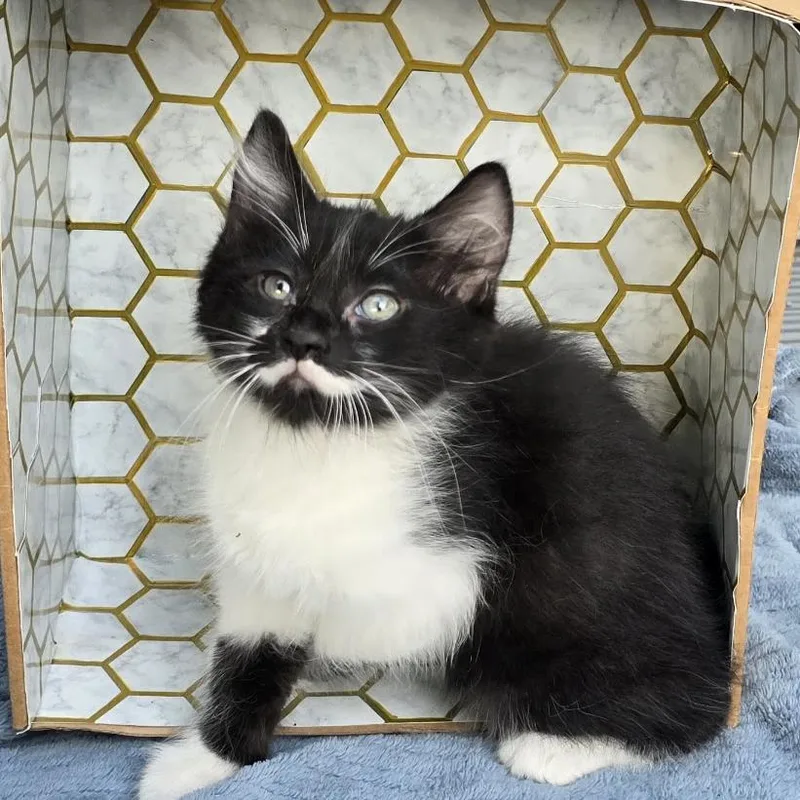 A baby small-sized male Gray / Blue / Silver Domestic Short Hair cat named Elroy for adoption in Houston, TX