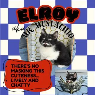 Elroy thumbnail 2
