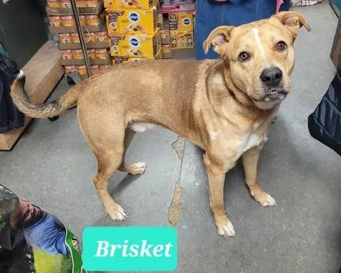 An adult large-sized male Shepherd dog named Brisket for adoption in Richmond, IN