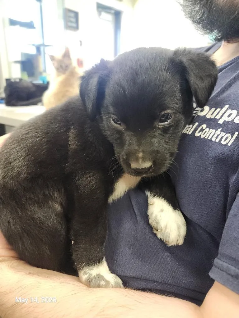 A baby large-sized male Mixed Breed dog named Jacob for adoption in Sapulpa, OK