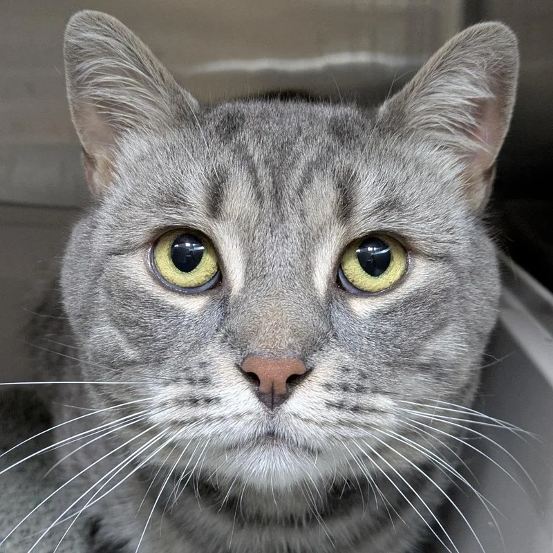 An adult large-sized male Gray / Blue / Silver Domestic Short Hair cat named Wister for adoption in South Burlington, VT
