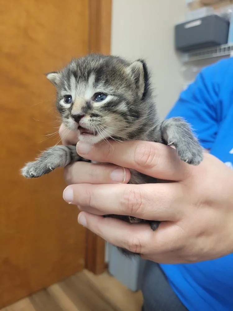 A baby small-sized female Domestic Medium Hair cat named Rigatoni for adoption in Lorain, OH