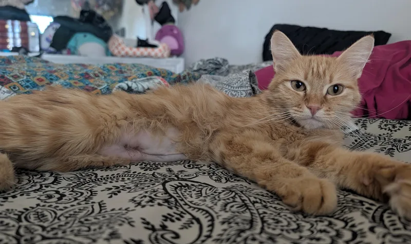 A young medium-sized female Domestic Short Hair cat named Meet Peach — A for adoption in Prescott, AZ