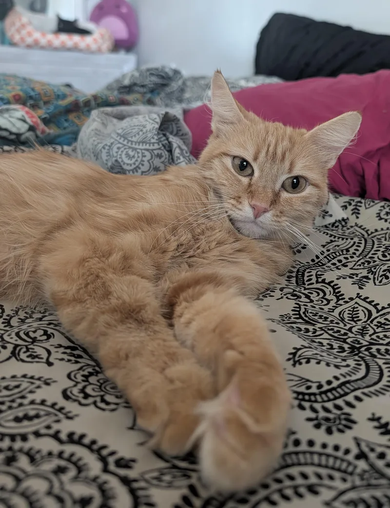 Meet Peach — A thumbnail 2