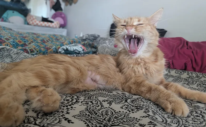 Meet Peach — A thumbnail 3