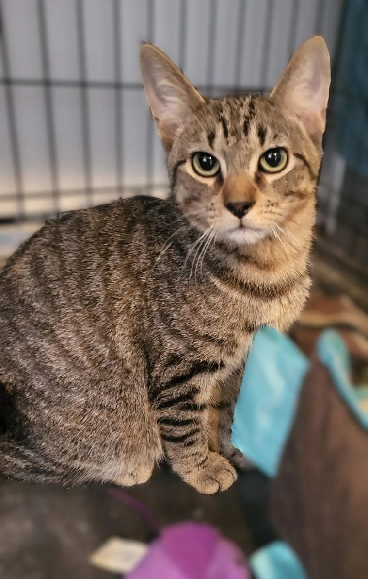 Mirage & Smokey Jo thumbnail 3