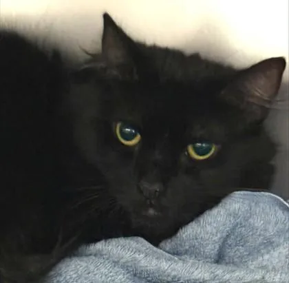 An adult small-sized female Domestic Long Hair cat named Erica for adoption in Madison, NJ