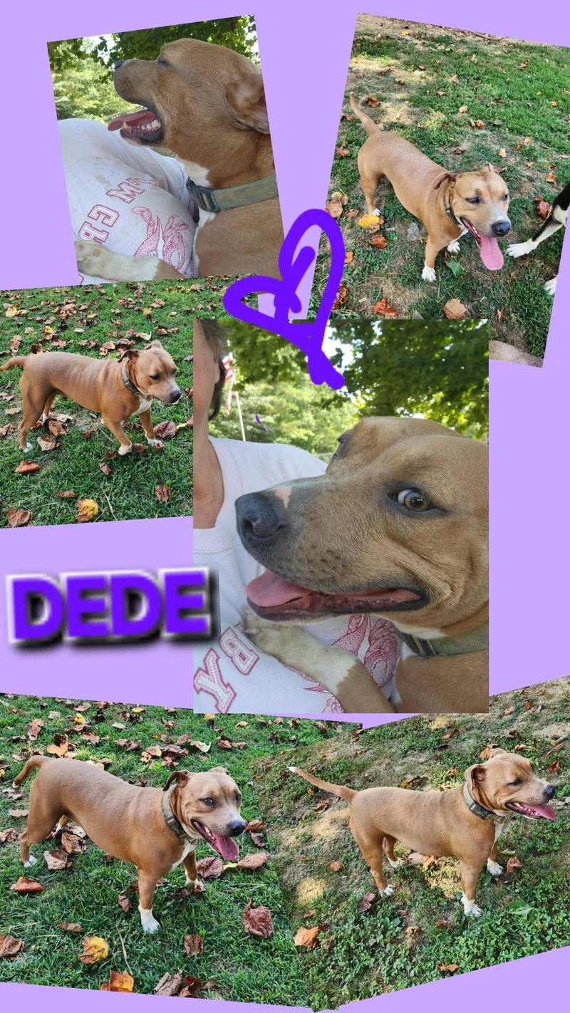 A young medium-sized female Yellow / Tan / Blond / Fawn Boxer dog named Deedee for adoption in Jackson, TN