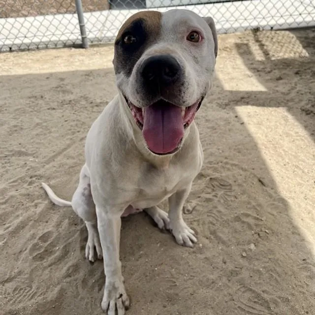 An adult large-sized female Pit Bull Terrier dog named Colt for adoption in Thousand Palms, CA
