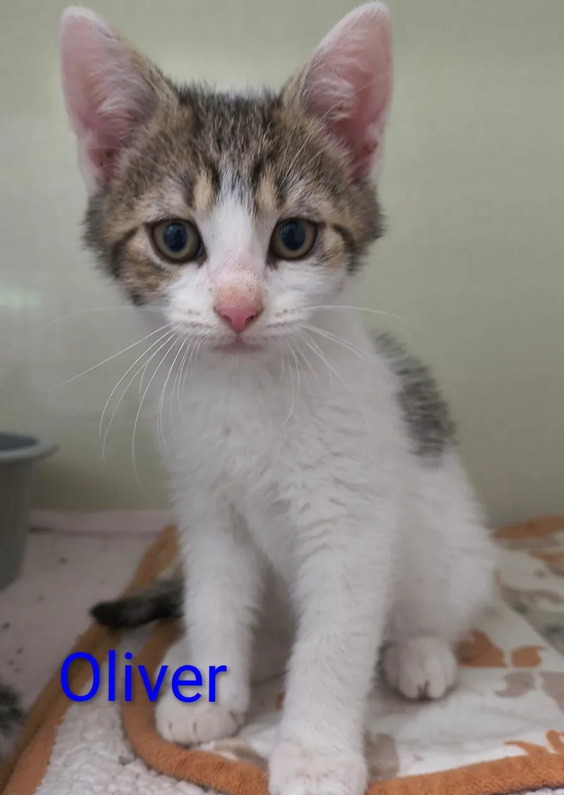 Oliver