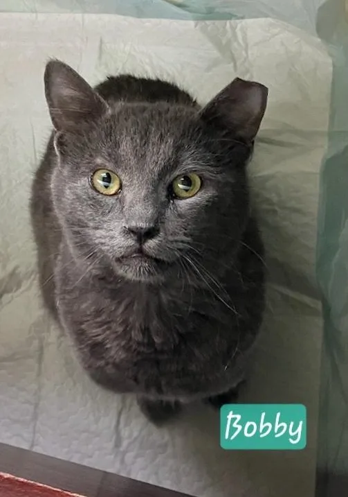 An adult medium-sized male Gray / Blue / Silver Chartreux cat named Bobby for adoption in Las Cruces, NM