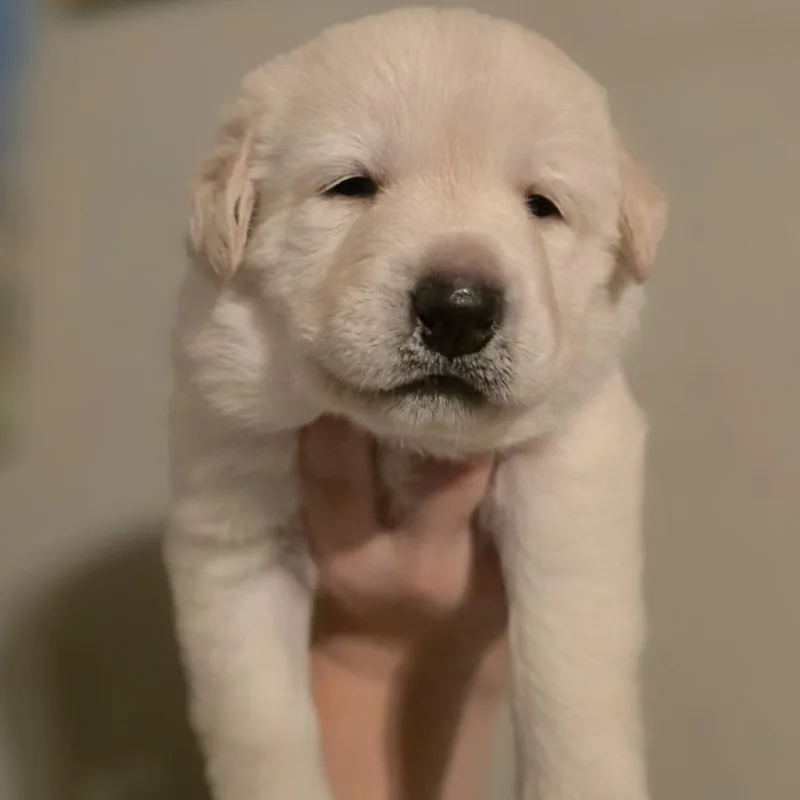 A baby large-sized female Yellow Labrador Retriever dog named Magical Moon for adoption in La Center, WA