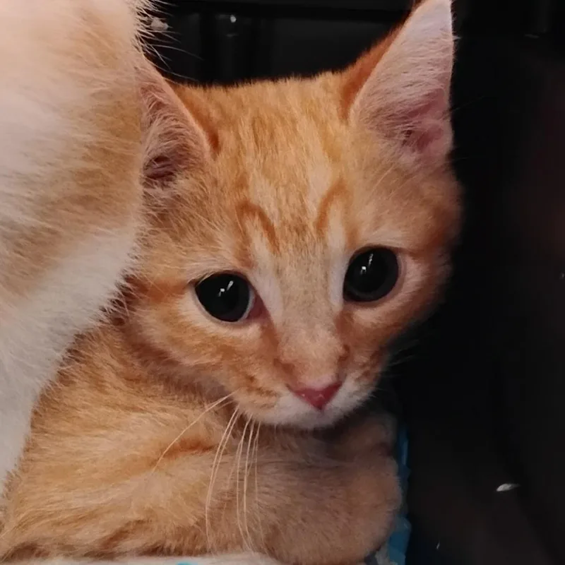 A baby small-sized male Orange / Red Domestic Short Hair cat named Pudding for adoption in Grantsville, UT