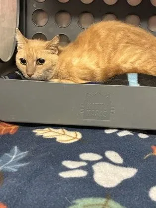 An adult medium-sized female Domestic Short Hair cat named Emerald Jade Green Ball for adoption in Lafayette, IN