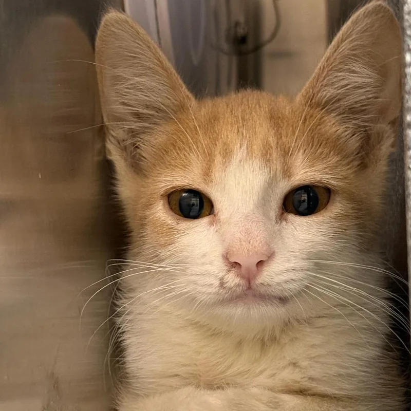 A baby small-sized female Orange / Red Domestic Short Hair cat named Sasa for adoption in Milton, FL