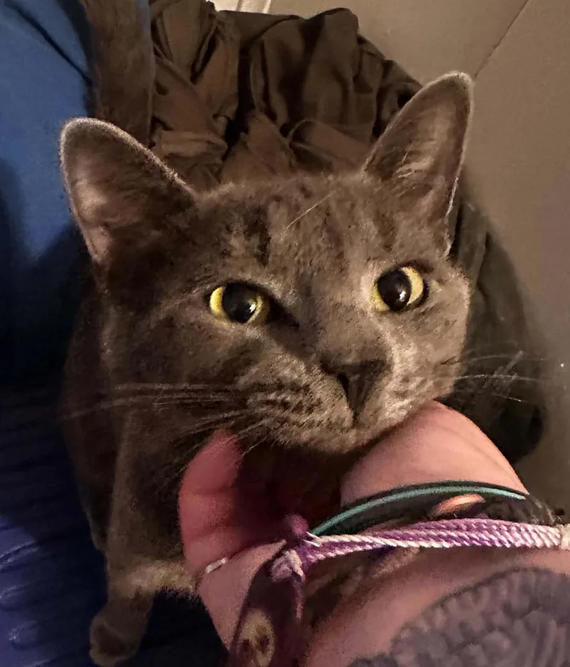 A young medium-sized male Gray / Blue / Silver Domestic Short Hair cat named Leo for adoption in Lynchburg, VA