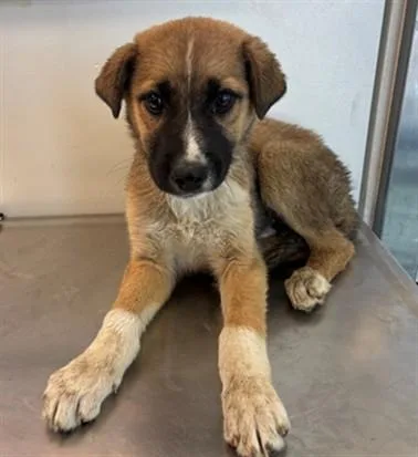 A baby small-sized male German Shepherd Dog dog named Romulus for adoption in Lancaster, CA