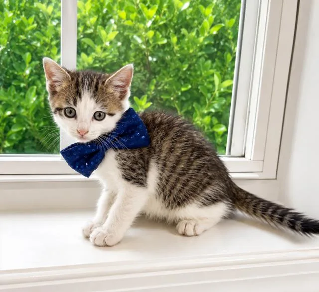 A baby medium-sized male Domestic Short Hair cat named Boris for adoption in Herndon, VA