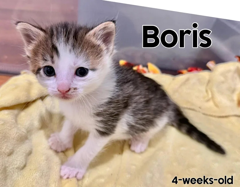 Boris thumbnail 2