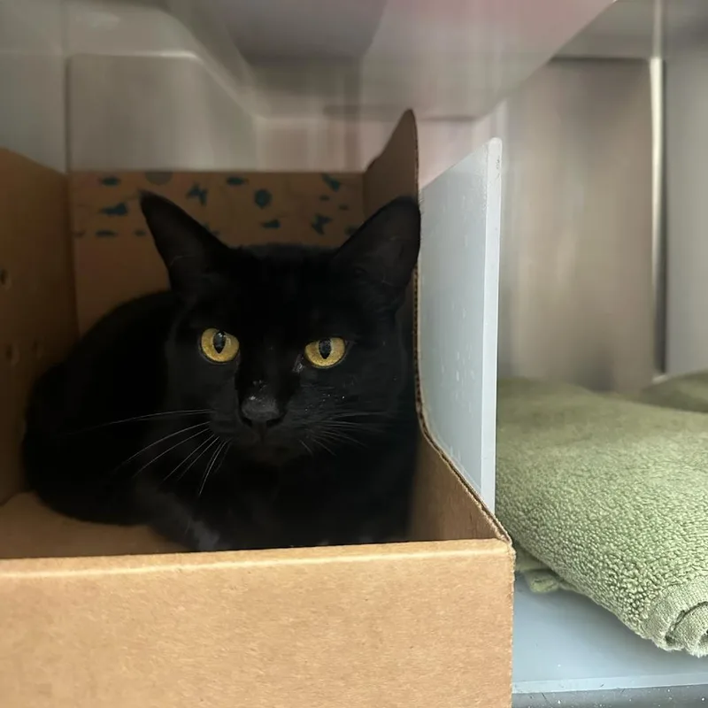 An adult medium-sized female Black Domestic Short Hair cat named Little One for adoption in Santa Barbara, CA