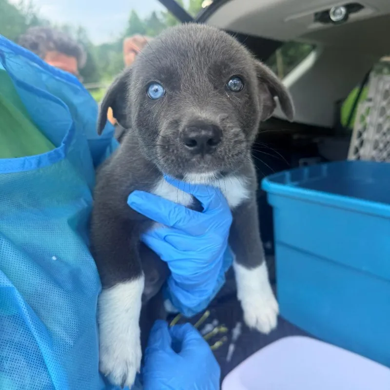 A baby small-sized male Black Mixed Breed dog named Atlas for adoption in Corinth, MS