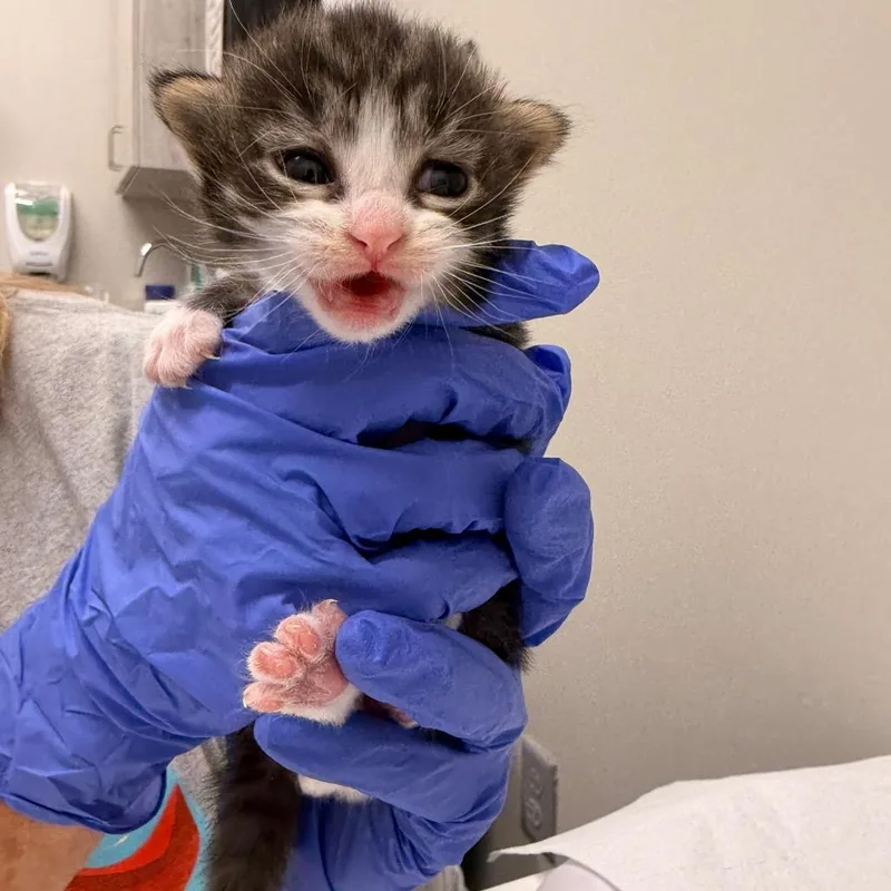A baby small-sized male Black Domestic Short Hair cat named Chaz for adoption in Chattanooga, TN