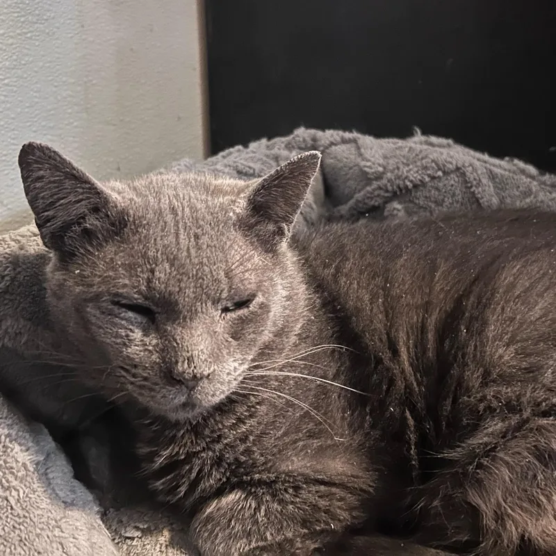 A senior medium-sized male Gray / Blue / Silver Russian Blue cat named Grayber for adoption in East Hartford , CT