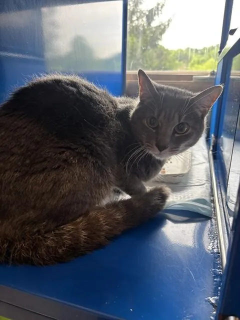 A young small-sized male Domestic Short Hair cat named Jack for adoption in Westminster, MD