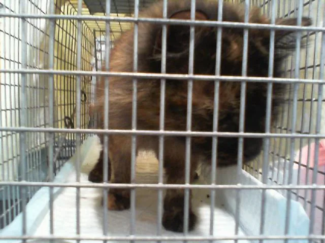 An adult medium-sized female Domestic Short Hair cat named Coco for adoption in Charlotte, NC