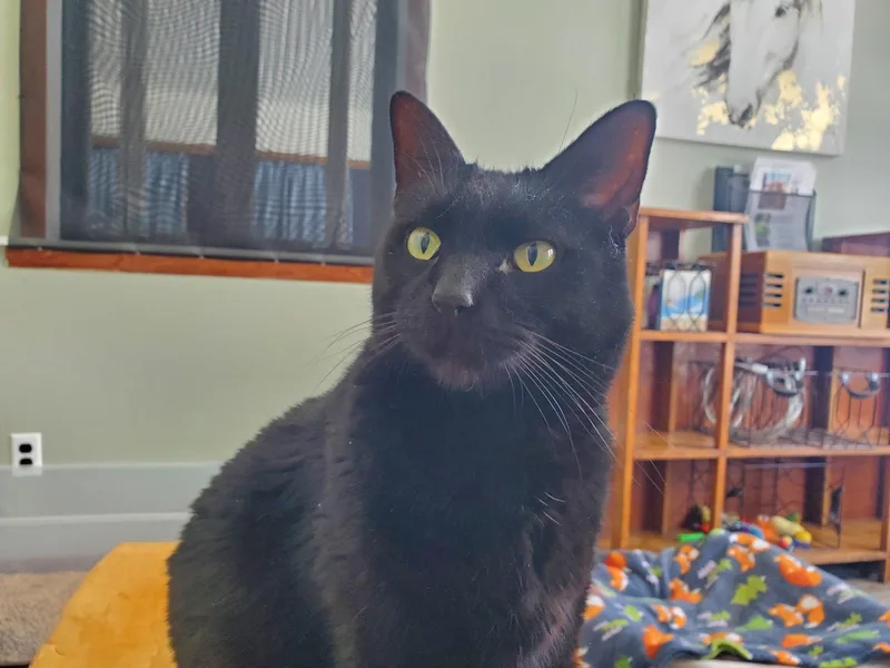 Bubba  Bonded with thumbnail 2