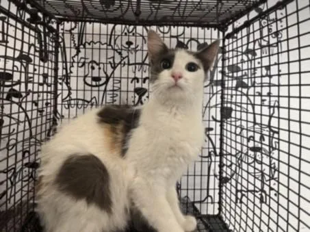 A young large-sized female Domestic Short Hair cat named Delilah for adoption in San Pedro, CA