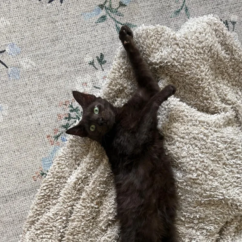 An adult small-sized female Black Domestic Short Hair cat named Mabel Copeland for adoption in Merrifield, VA