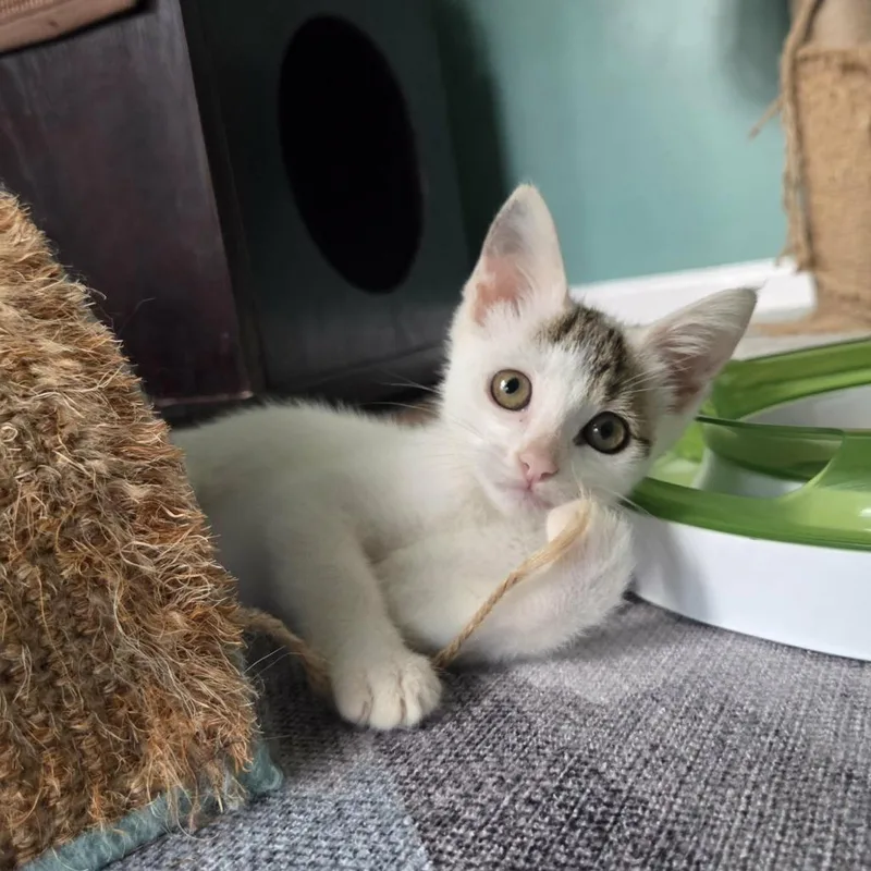 A baby small-sized male Brown / Chocolate Domestic Short Hair cat named Caper for adoption in Reisterstown, MD