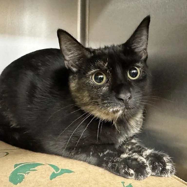 A baby medium-sized female Domestic Short Hair cat named Orange Spot for adoption in Saint Louis, MO