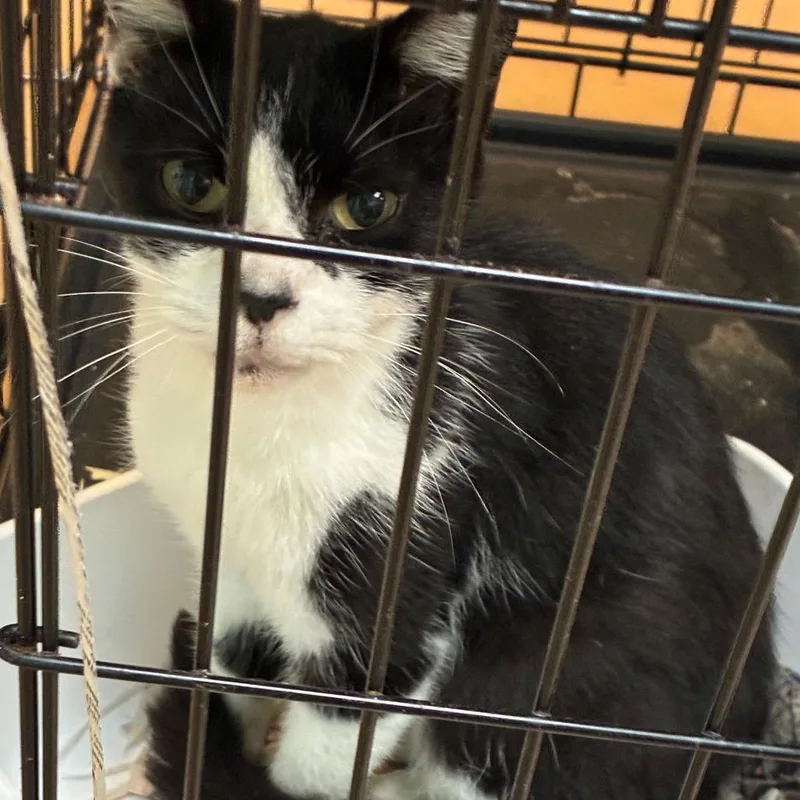 An adult medium-sized female Black Domestic Short Hair cat named Oogie for adoption in Gadsden, AL