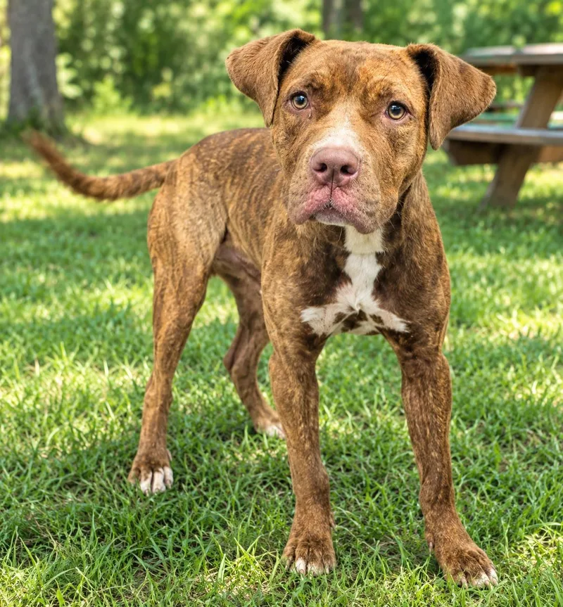 A young medium-sized female Brown / Chocolate Mixed Breed dog named Hershey for adoption in Orangeburg, SC